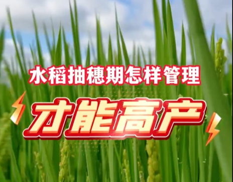 案例视频-雨禾公司水稻种类